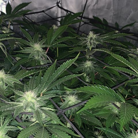 Flavour chasers  growlog timeline photo