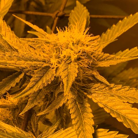 Flavour chasers  growlog timeline photo