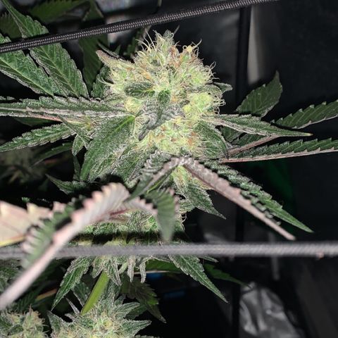Flavour chasers  growlog timeline photo