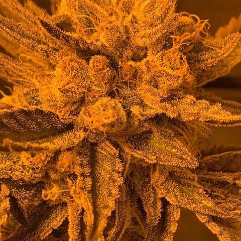 Flavour chasers  growlog timeline photo