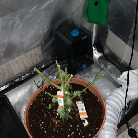 Flavour chasers  growlog timeline photo