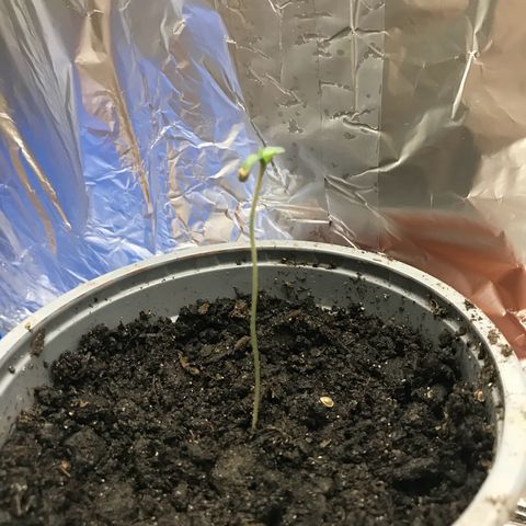 Habibi PT growlog timeline photo