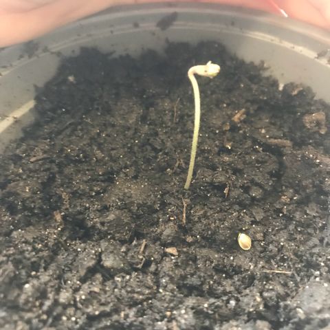 Habibi PT growlog timeline photo