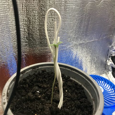 Habibi PT growlog timeline photo