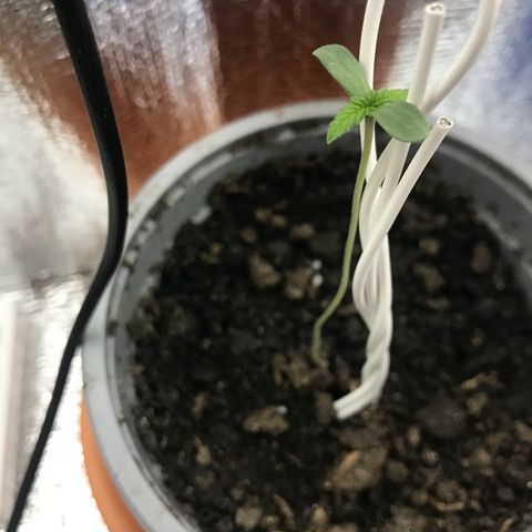 Habibi PT growlog timeline photo