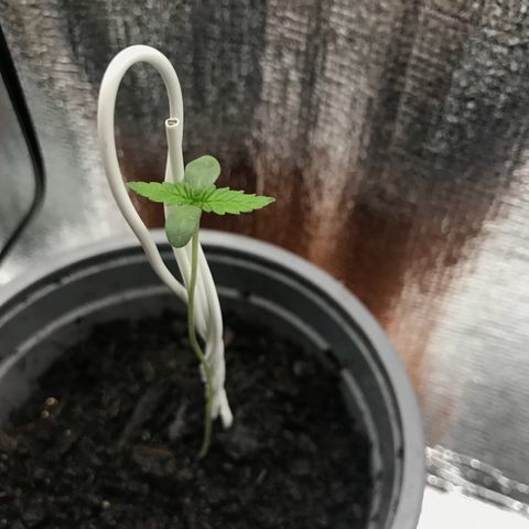 Habibi PT growlog timeline photo