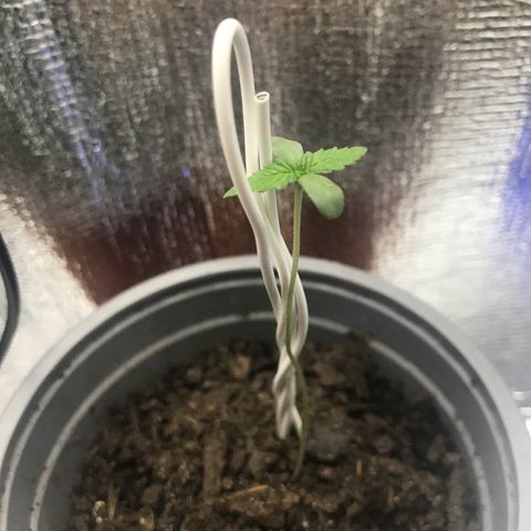 Habibi PT growlog timeline photo
