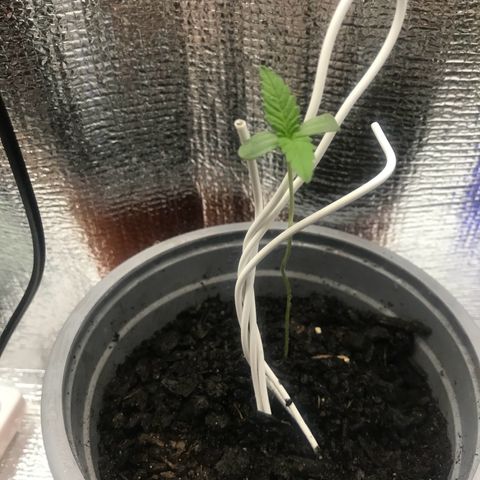 Habibi PT growlog timeline photo