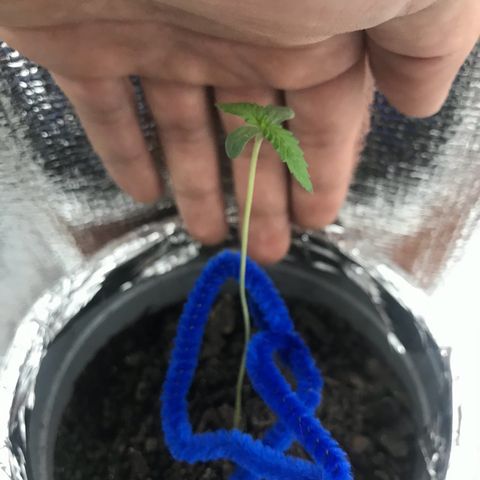 Habibi PT growlog timeline photo