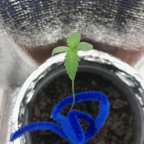Habibi PT growlog timeline photo