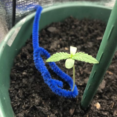 Habibi PT growlog timeline photo