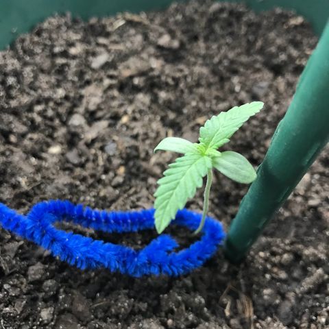 Habibi PT growlog timeline photo