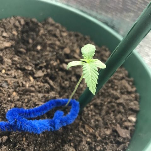 Habibi PT growlog timeline photo