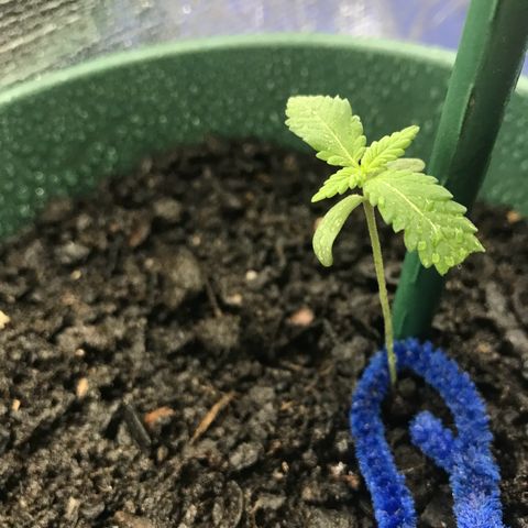 Habibi PT growlog photo: Algum inseto comeu 