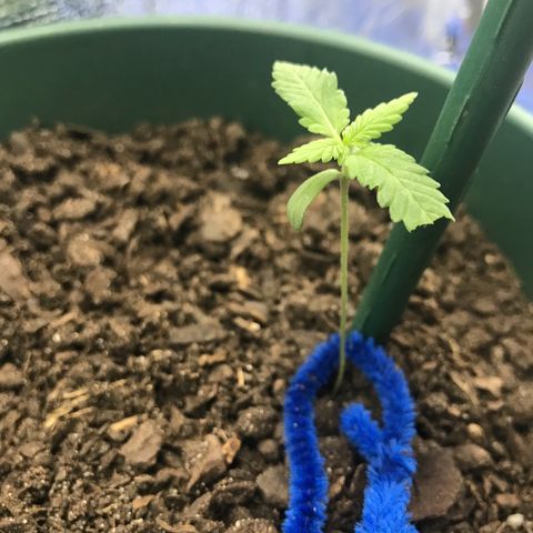 Habibi PT growlog timeline photo