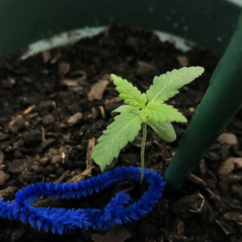 Habibi PT growlog timeline photo