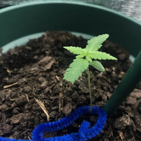 Habibi PT growlog timeline photo