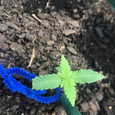 Habibi PT growlog timeline photo