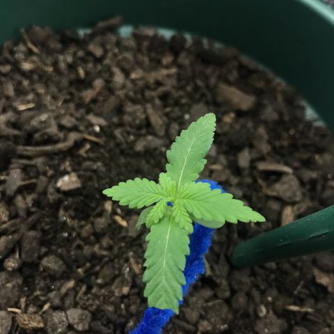 Habibi PT growlog timeline photo