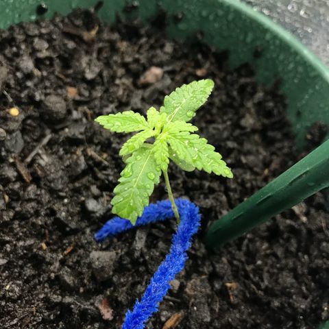 Habibi PT growlog timeline photo