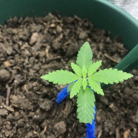 Habibi PT growlog timeline photo