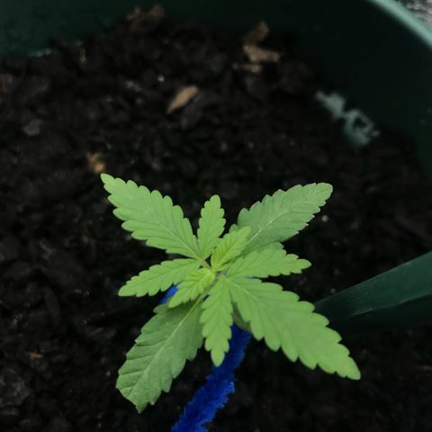 Habibi PT growlog timeline photo