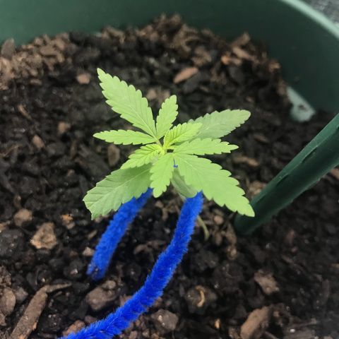 Habibi PT growlog timeline photo