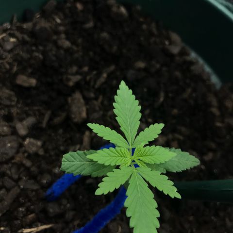 Habibi PT growlog timeline photo
