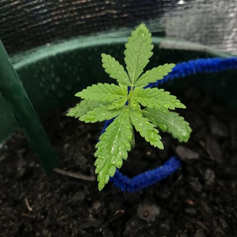 Habibi PT growlog timeline photo