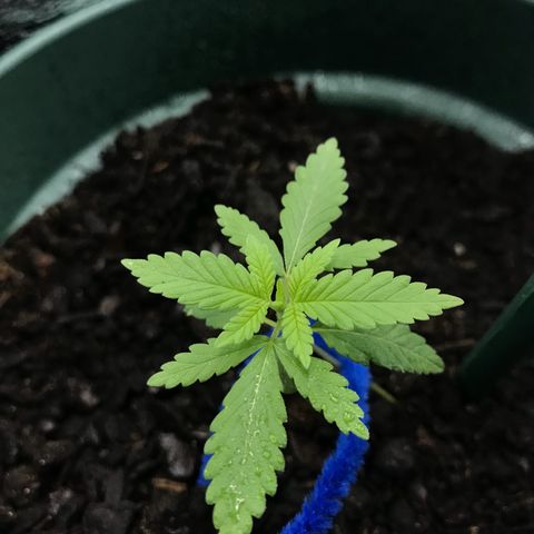 Habibi PT growlog timeline photo