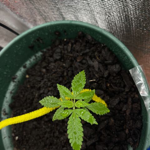 Habibi PT growlog timeline photo