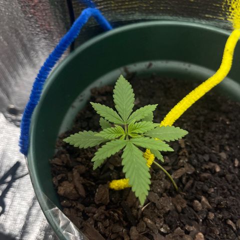 Habibi PT growlog timeline photo