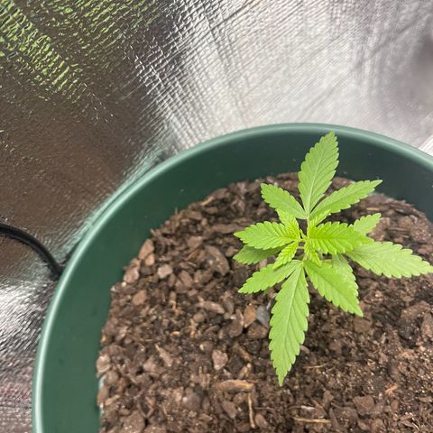 Habibi PT growlog timeline photo