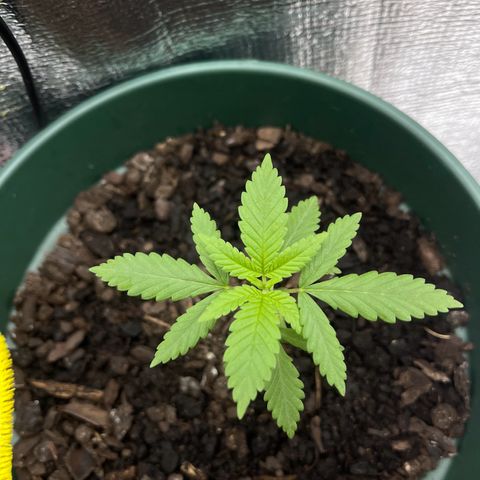 Habibi PT growlog timeline photo