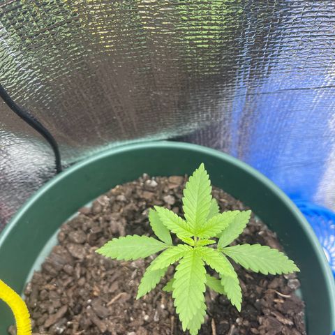 Habibi PT growlog timeline photo
