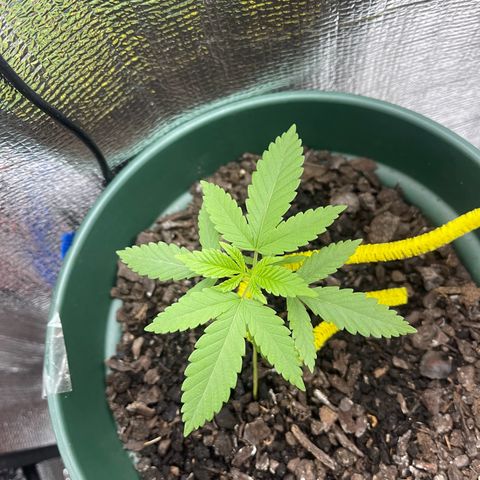 Habibi PT growlog timeline photo