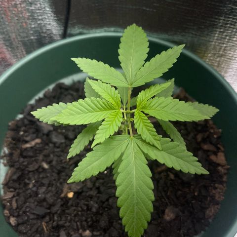 Habibi PT growlog timeline photo