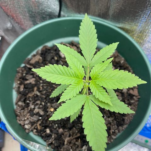 Habibi PT growlog timeline photo
