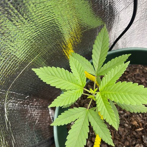 Habibi PT growlog timeline photo