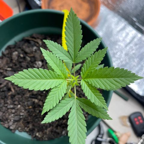 Habibi PT growlog timeline photo