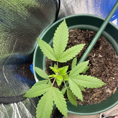 Habibi PT growlog timeline photo