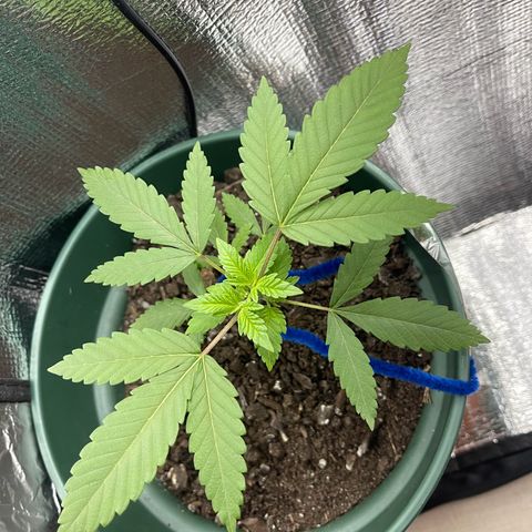 Habibi PT growlog photo: O método de entortar está a funcionar, não quero que cresça em altura mas sim para os lados 