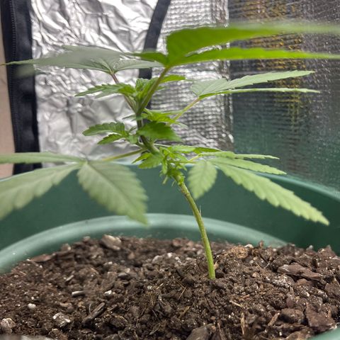 Habibi PT growlog photo: O método de entortar está a funcionar, não quero que cresça em altura mas sim para os lados 