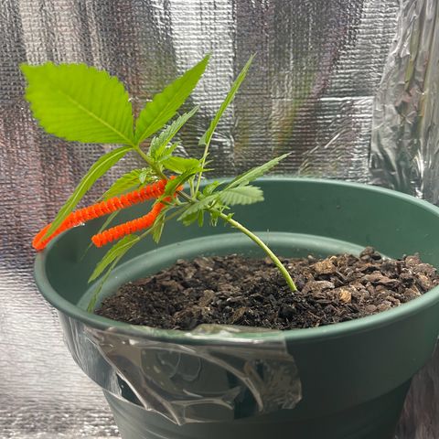 Habibi PT growlog timeline photo