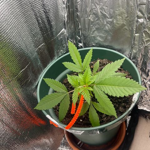 Habibi PT growlog timeline photo