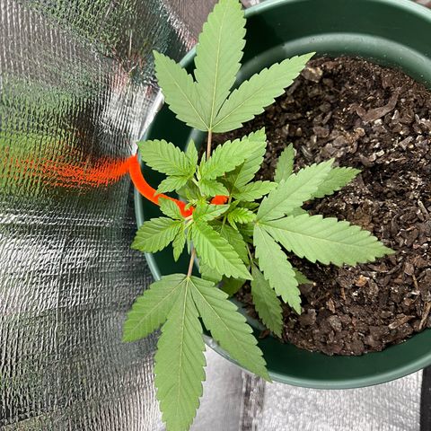 Habibi PT growlog timeline photo