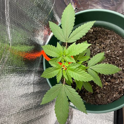 Habibi PT growlog timeline photo