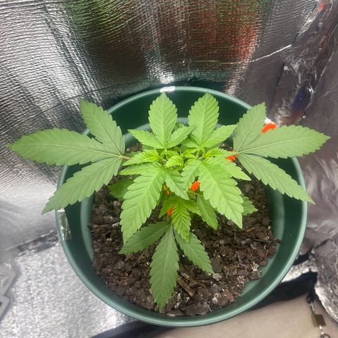 Habibi PT growlog timeline photo