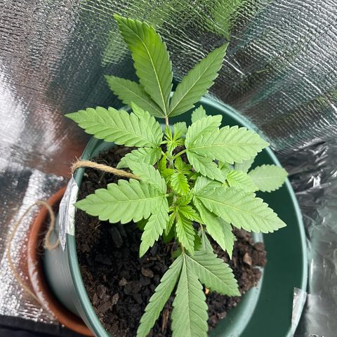 Habibi PT growlog timeline photo