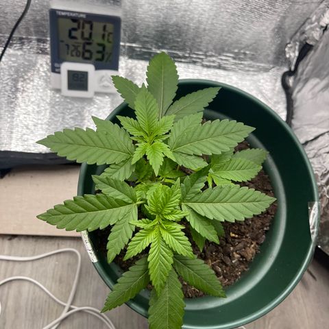 Habibi PT growlog timeline photo